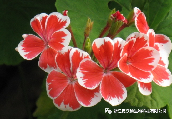 1668313387668242.png 微信圖片_20221113122029.png